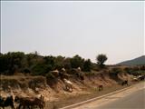 Sithonia_funny_roads (8)